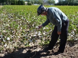 Cotton in NM