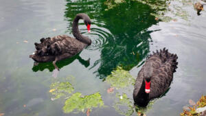 2 black swans in Normandy with 2 white feather near their tails.