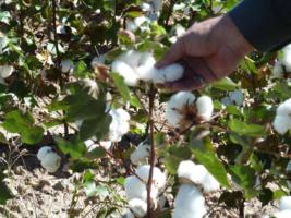 Cotton-plant-closeup  