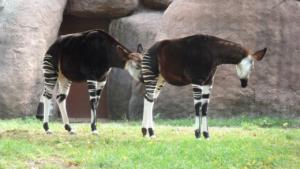 Okapi at St. Louis Zoo