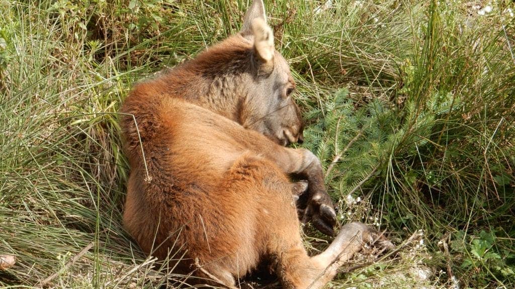 Baby moose at Salmonier