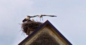 Testing their wings