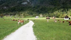 Walk to waterfall in Triglav National Park