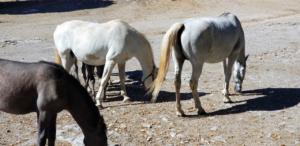 Lippizan Mares
