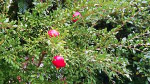 Pomegranates growing near Koper Slovenia