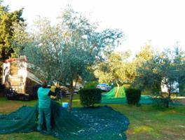 Olive Trees in our campground