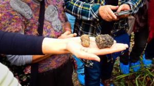 White and black truffle