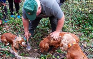 Truffle hunting