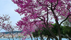 Spring is here in Croatia