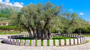 2,000 year old olive tree in Montenegro