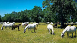 Lipizzan horses with their dark foals