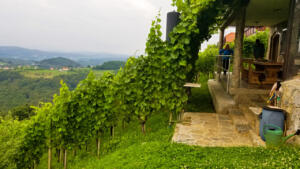 Marko's very, very steep vineyard near Mirna