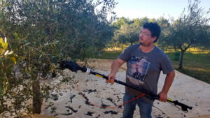 Harvesting olives in Istria. Long vibrating fingers on end of pole.