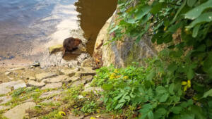 This is NOT a beaver but a Nutria aka Coypu (see rat tail)  seen in Prague
