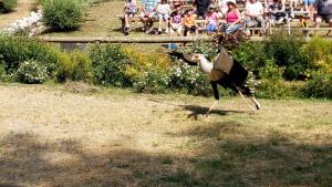 Eagles of Lake Geneva show