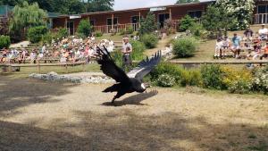 Eagles of Lake Geneva show