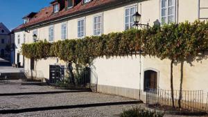 World's oldest grape-producing vine. 400 years old. Maribor, Slovenia