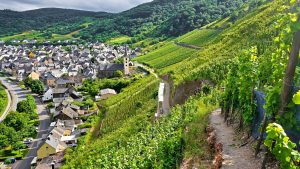 Mike fascinated with really steep vineyards over the Mosel.