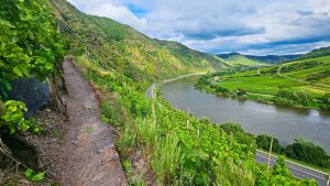 Mike fascinated with really steep vineyards over the Mosel.