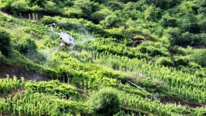 Helicopter spraying the steep vineyards beside the Mosel River, Germany