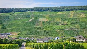 Cycling in the Mosel Valley. Vineyards everywhere.