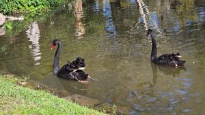 Black Swans at Houmas House Estate, Louisiana