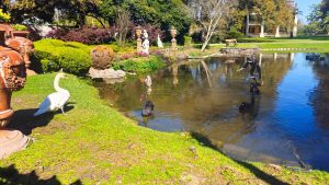 One White and Two Black Swans at Houmas House Estate, Louisiana