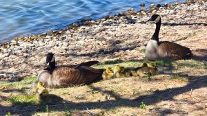 Canada Geese Family in Amarillo, Texas