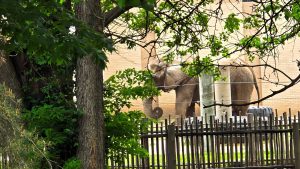 Surprise, an elephant walking near the bike path!