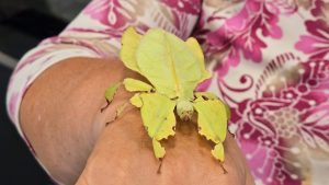 Jackie with a female Giant Leaf Insect on her arm.