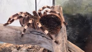 Tarantula Spider (through foggy glass) at the Bush Planes Museum in Sault Ste Marie