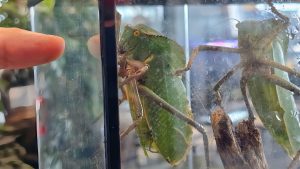 Giant Hooded Katydid at the Bush Planes Museum in Sault Ste Marie