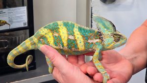 This lizard is a Veiled Chameleon seen at the Bush Planes Museum in Sault Ste Marie