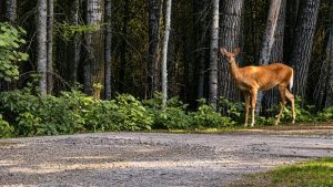 Deer at Aaron Provincial Park near Dryden, Ontario
