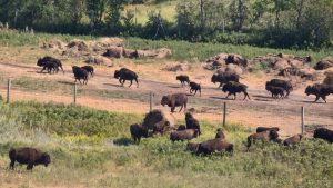Bison in Buffalo Pound Provincial Park, Saskachewan