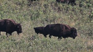 Bison in Buffalo Pound Provincial Park Saskachewan