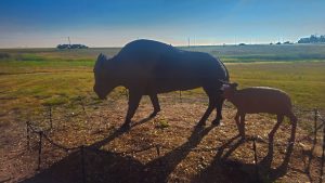 The American Bison statue at the Moose Jaw Visitor's Centre where we camped for 3 nights.