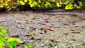 Kokanee salmon near Brisco Falls BC all red and ready to spawn