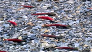 Kokanee salmon near Brisco Falls BC all red and ready to spawn