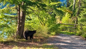Campground in Hope, BC. Bear found a campers open cooler and ate the sandwiches in it.