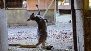 Watched this kangaroo go from normal to standing tall and inhaling and making a large yawn. Hilarious. The Outback Kangaroo Park in Arlington WA