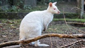 An albino kangaroo at the Outback Kangaroo Park in Arlington WA