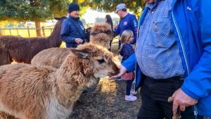 Mike feeding the alpaca. We wandered around llamas, alpacas, kangaroos and more at the Outback Kangaroo Park in Arlington WA