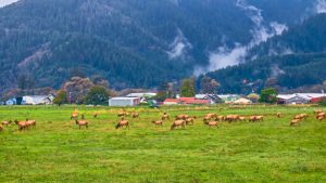 You can see Roosevelt elk roaming freely near many Oregan coastal towns.