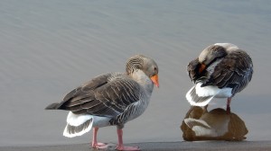 Iceland: Look at the Shadow      