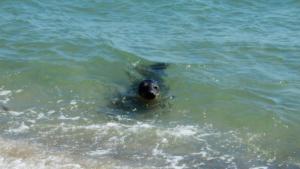 Northern most beach in Denmark       