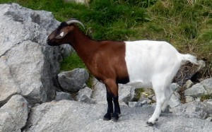 Never seen this before  