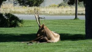 Welcome-to-Yellowstone-Elk-buck