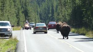 Bison-Buffalo-causing-traffic-jams