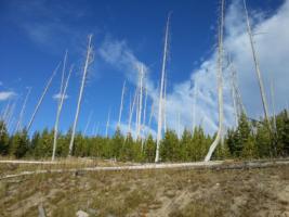 Natural-regrowth-after-forest-fire-in-Yellowston-NP